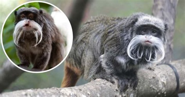 
2 Tamarin Monkeys Have Gone Missing From the Dallas Zoo 