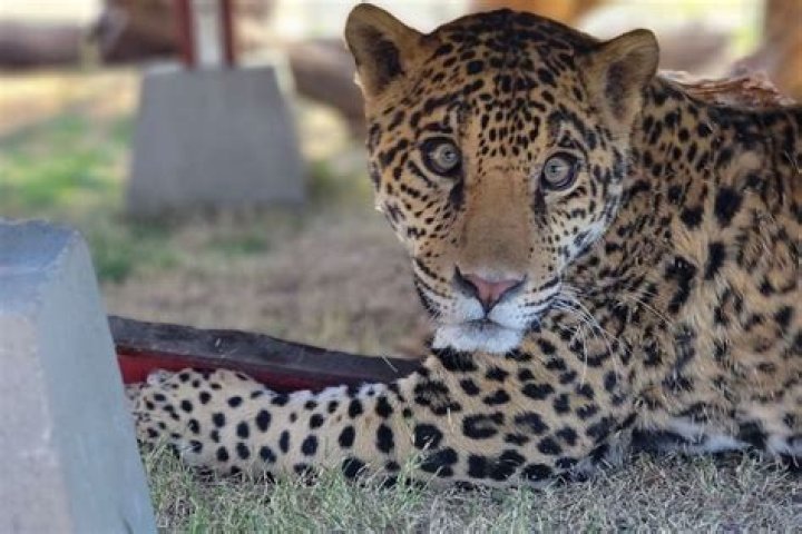 
‘Filthy’ Jaguar Cub Abandoned Outside California Sanctuary Is Thriving and Happy a Year Later 