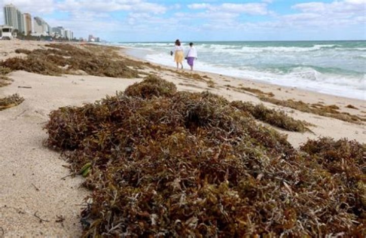 
Is sargassum dangerous? Massive seaweed blobs in Florida leads to daily beach cleaning 