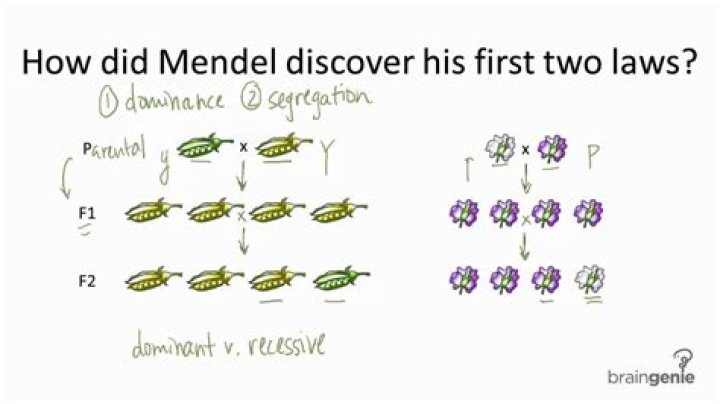 
What discovery did gregor mendel make? 