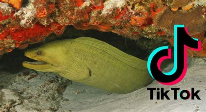 
Who Is Eel Pit TikTok? American Eel Viral Video Explained 